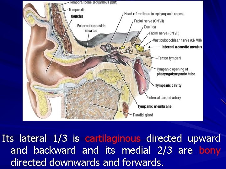 Its lateral 1/3 is cartilaginous directed upward and backward and its medial 2/3 are