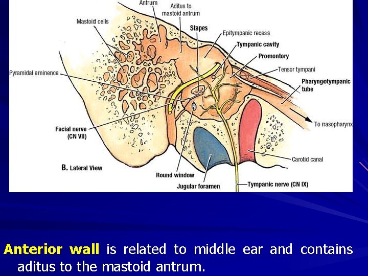 Anterior wall is related to middle ear and contains aditus to the mastoid antrum.
