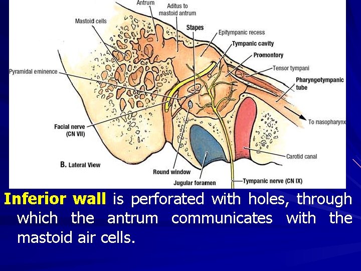 Inferior wall is perforated with holes, through which the antrum communicates with the mastoid