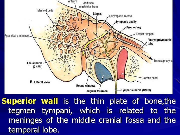 Superior wall is the thin plate of bone, the tegmen tympani, which is related