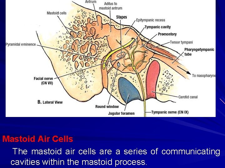 Mastoid Air Cells The mastoid air cells are a series of communicating cavities within