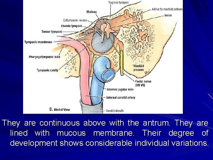 They are continuous above with the antrum. They are lined with mucous membrane. Their