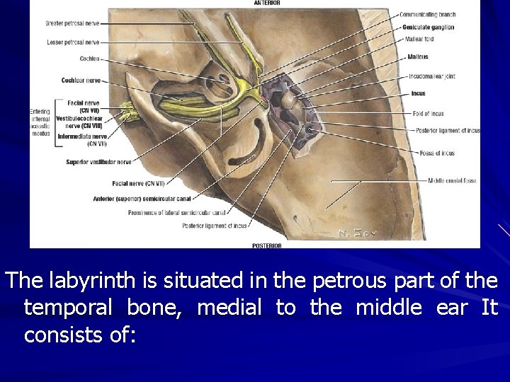 The labyrinth is situated in the petrous part of the temporal bone, medial to