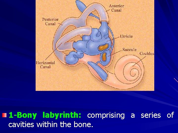 1 -Bony labyrinth: comprising a series of cavities within the bone. 
