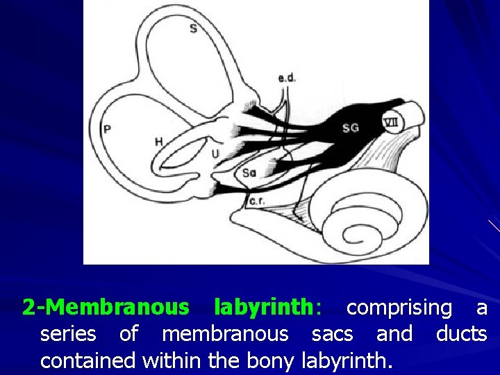 2 -Membranous labyrinth: comprising a series of membranous sacs and ducts contained within the