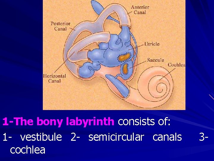 1 -The bony labyrinth consists of: 1 - vestibule 2 - semicircular canals cochlea