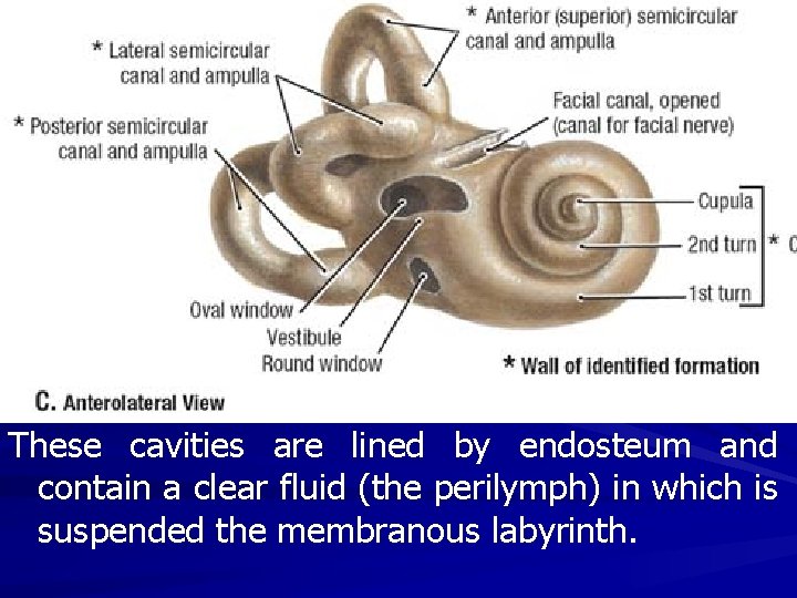 These cavities are lined by endosteum and contain a clear fluid (the perilymph) in