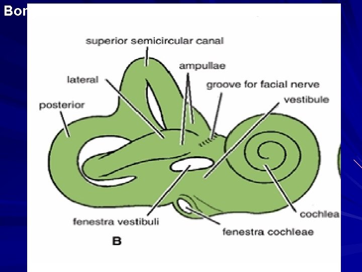 Bony labyrinth 