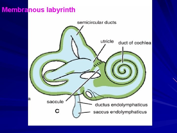 Membranous labyrinth 