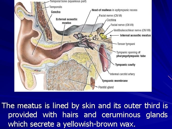 The meatus is lined by skin and its outer third is provided with hairs