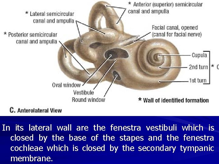 In its lateral wall are the fenestra vestibuli which is closed by the base