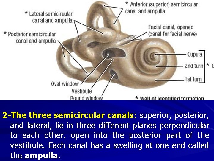 2 -The three semicircular canals: superior, posterior, and lateral, lie in three different planes