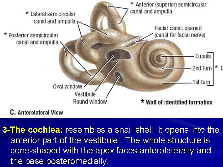 3 -The cochlea: resembles a snail shell. It opens into the anterior part of