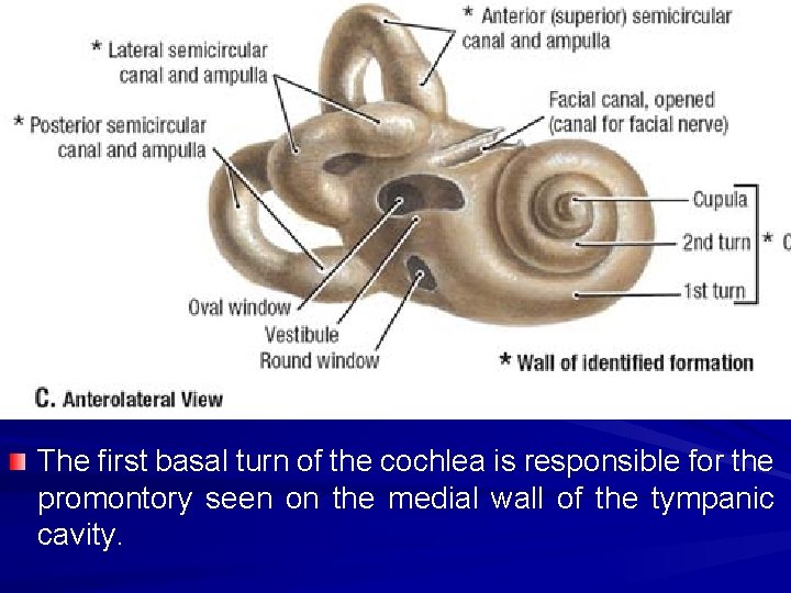 The first basal turn of the cochlea is responsible for the promontory seen on