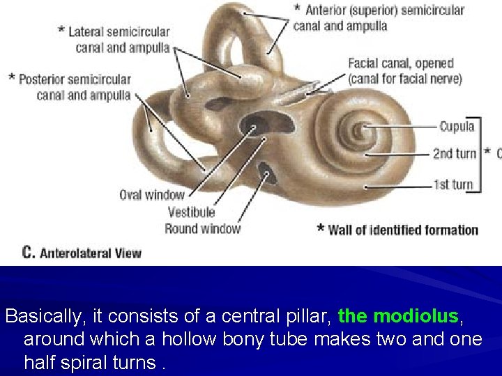 Basically, it consists of a central pillar, the modiolus, around which a hollow bony