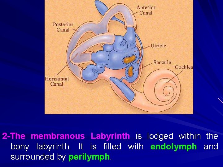 2 -The membranous Labyrinth is lodged within the bony labyrinth. It is filled with