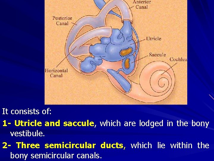 It consists of: 1 - Utricle and saccule, which are lodged in the bony