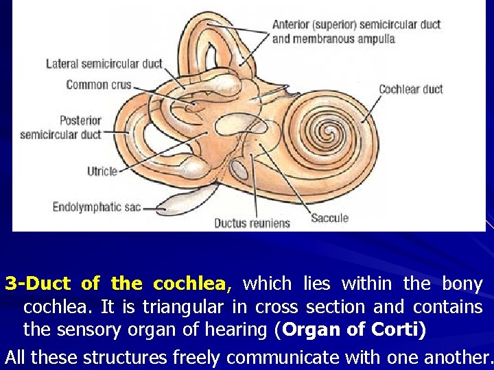 3 -Duct of the cochlea, which lies within the bony cochlea. It is triangular