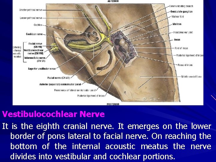 Vestibulocochlear Nerve It is the eighth cranial nerve. It emerges on the lower border