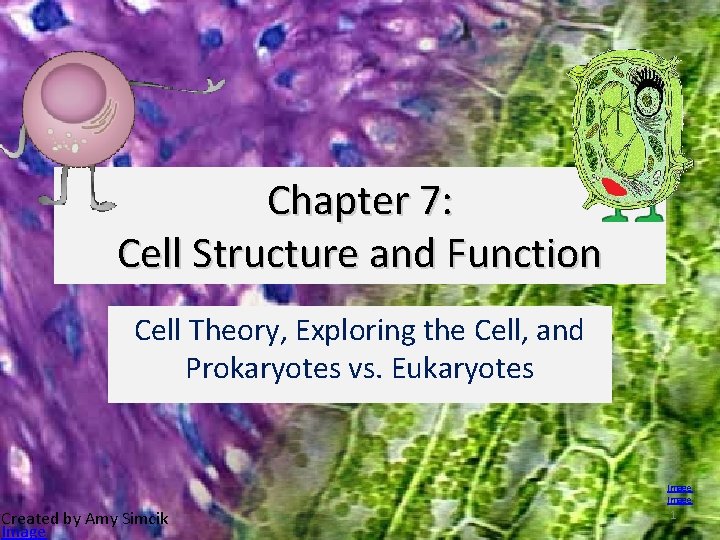 Chapter 7: Cell Structure and Function Cell Theory, Exploring the Cell, and Prokaryotes vs.