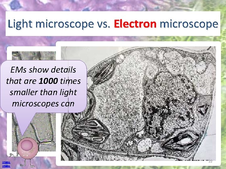 Light microscope vs. Electron microscope EMs show details that are 1000 times smaller than