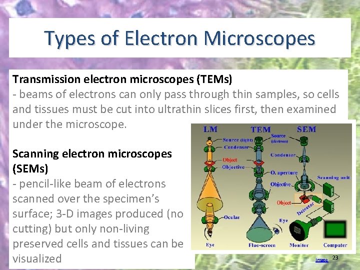 Types of Electron Microscopes Transmission electron microscopes (TEMs) - beams of electrons can only