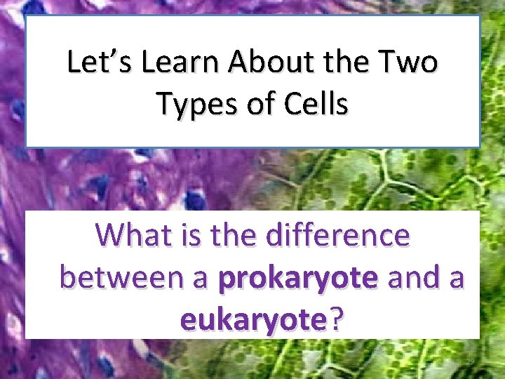 Let’s Learn About the Two Types of Cells What is the difference between a