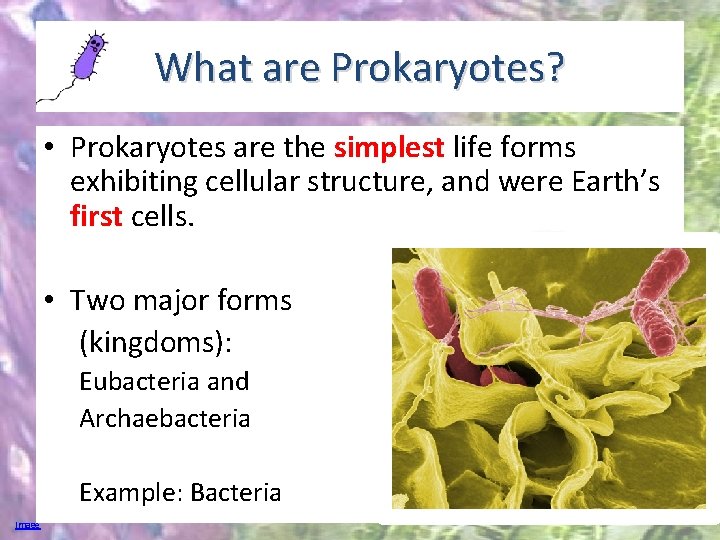 What are Prokaryotes? • Prokaryotes are the simplest life forms exhibiting cellular structure, and