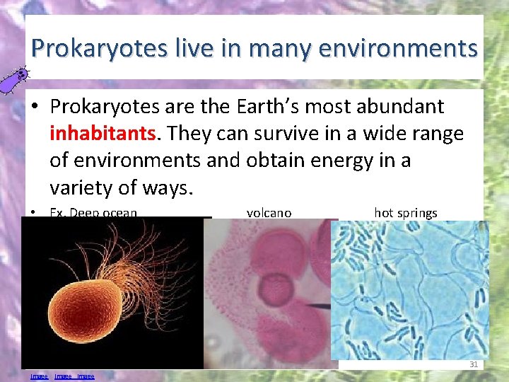 Prokaryotes live in many environments • Prokaryotes are the Earth’s most abundant inhabitants. They