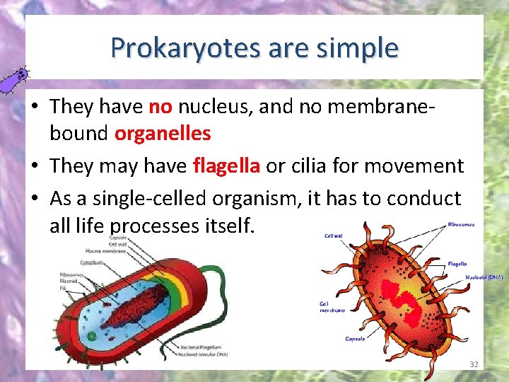 Prokaryotes are simple • They have no nucleus, and no membranebound organelles • They