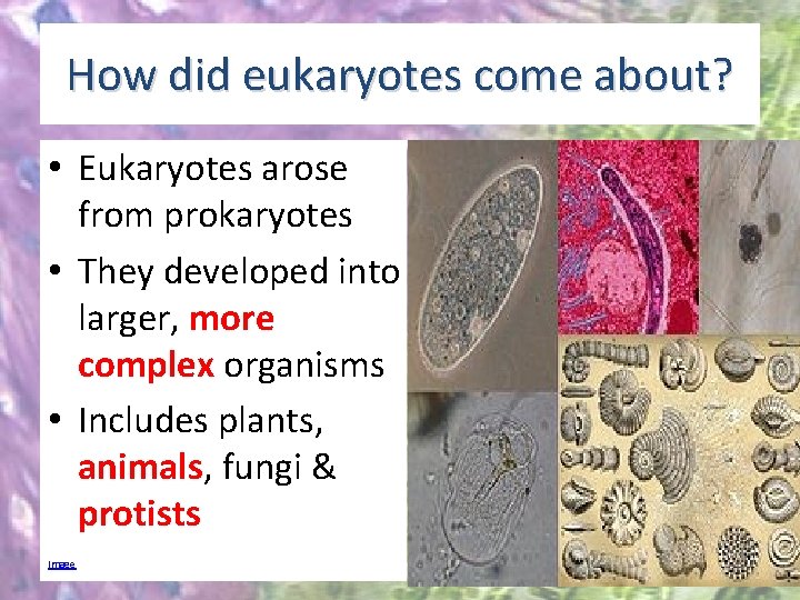 How did eukaryotes come about? • Eukaryotes arose from prokaryotes • They developed into