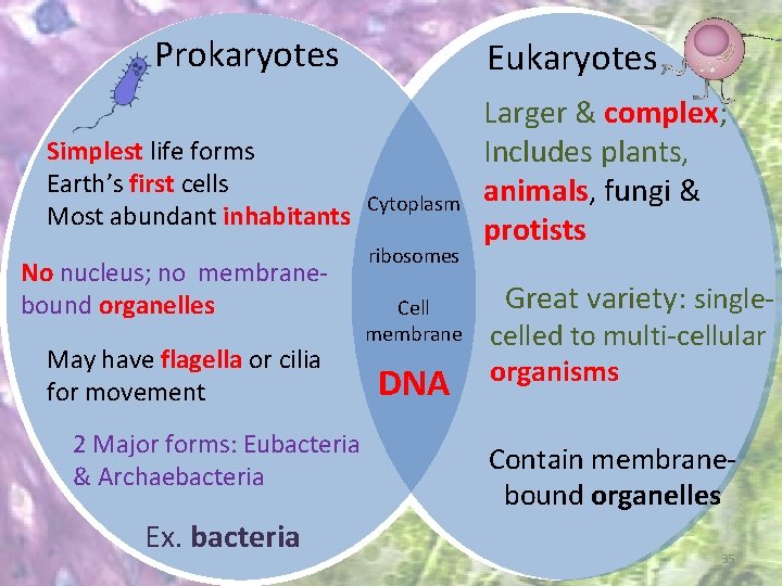 Prokaryotes Simplest life forms Earth’s first cells Most abundant inhabitants No nucleus; no membranebound