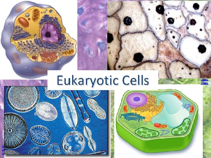 Eukaryotic Cells Image Image 36 