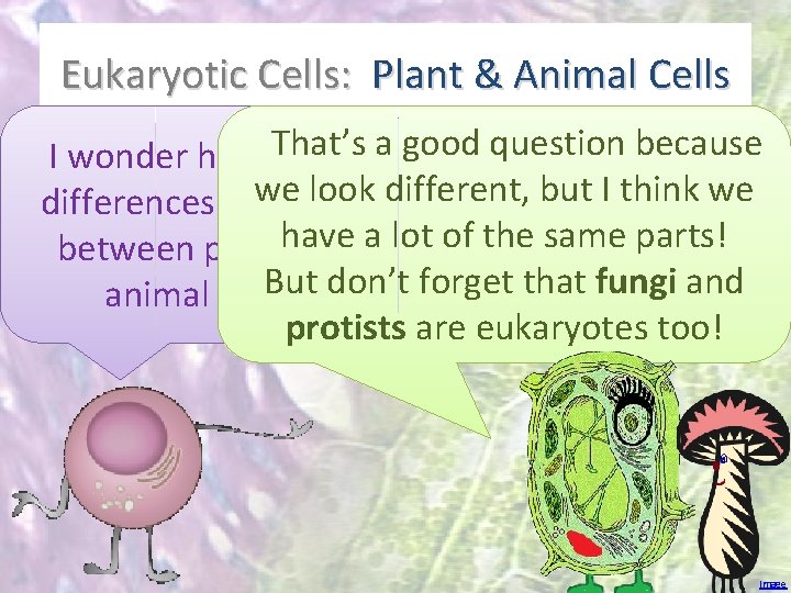 Eukaryotic Cells: Plant & Animal Cells That’s a good question because I wonder how