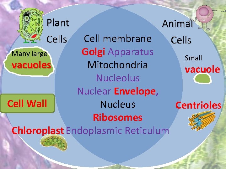  Plant Cells Animal Cell membrane Cells Golgi Apparatus Many large Small Mitochondria vacuoles