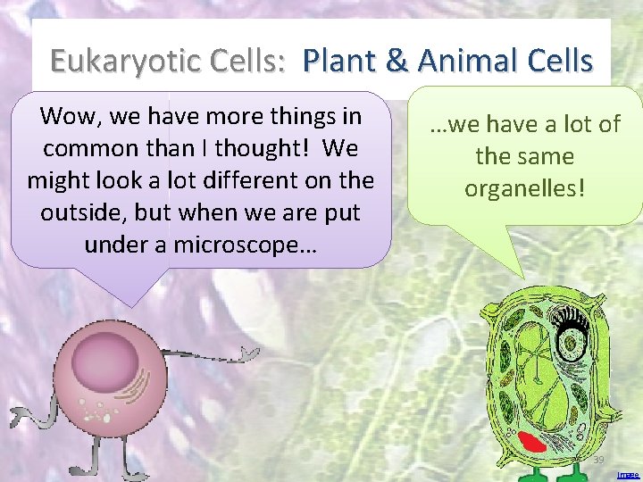 Eukaryotic Cells: Plant & Animal Cells Wow, we have more things in common than