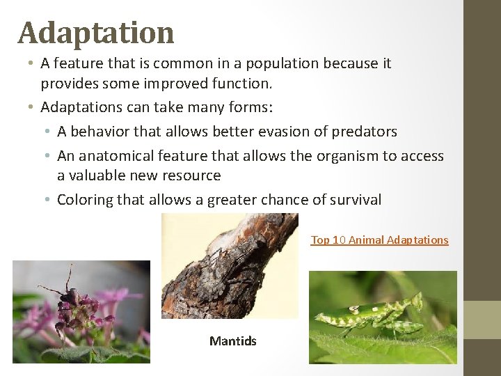 Adaptation • A feature that is common in a population because it provides some