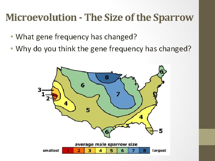 Microevolution - The Size of the Sparrow • What gene frequency has changed? •