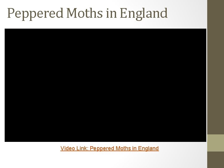 Peppered Moths in England Video Link: Peppered Moths in England 