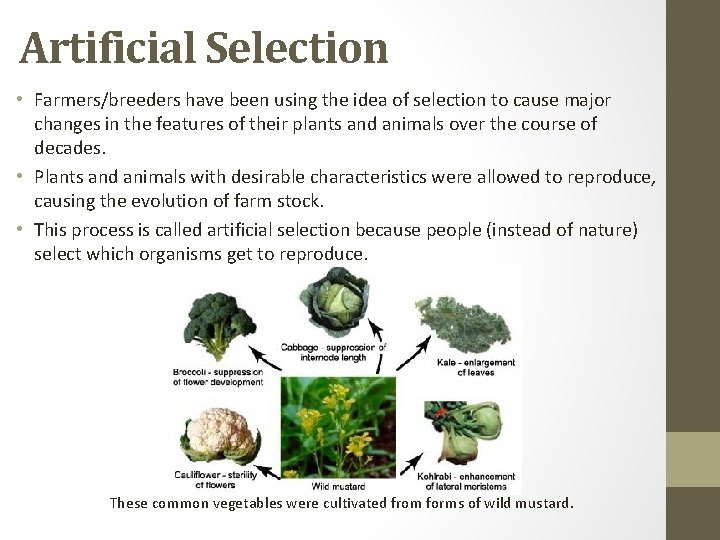 Artificial Selection • Farmers/breeders have been using the idea of selection to cause major