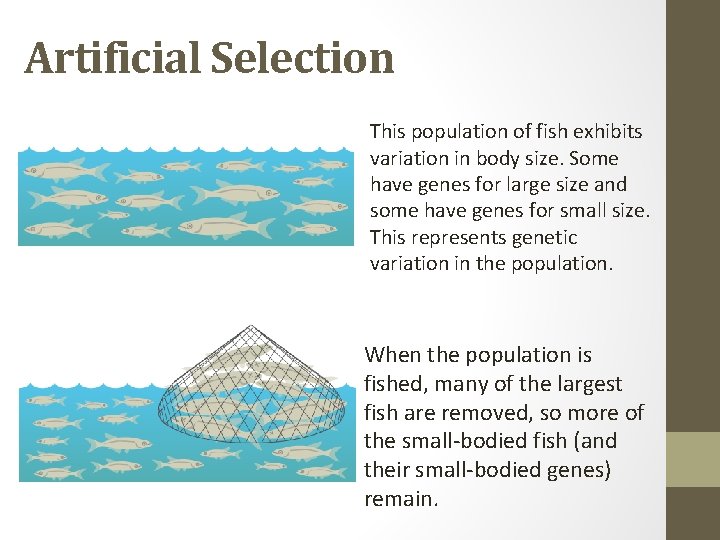 Artificial Selection This population of fish exhibits variation in body size. Some have genes