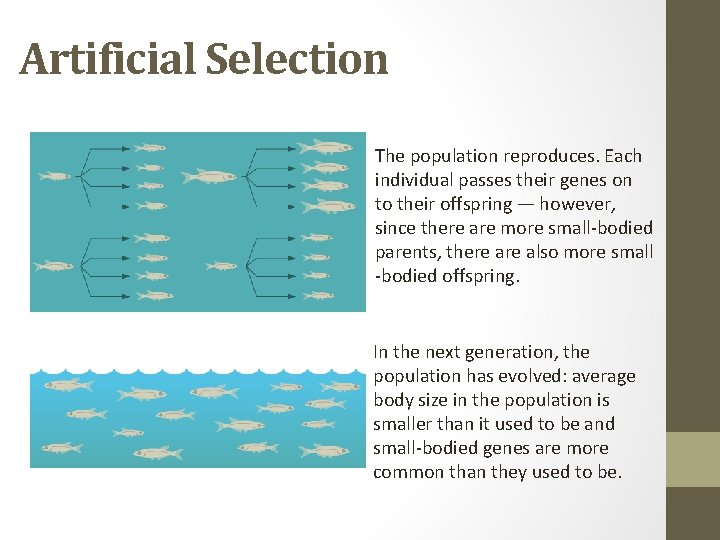 Artificial Selection The population reproduces. Each individual passes their genes on to their offspring