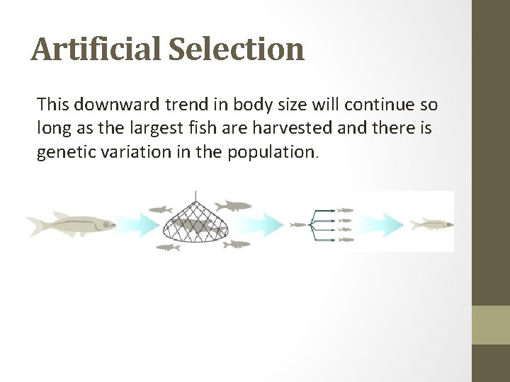 Artificial Selection This downward trend in body size will continue so long as the