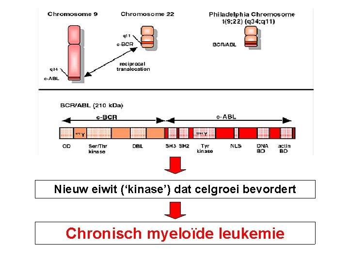 Nieuw eiwit (‘kinase’) dat celgroei bevordert Chronisch myeloïde leukemie 