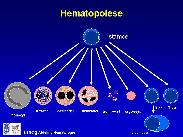 Hematopoiese stamcel basofiel eosinofiel monocyt umcg Afdeling Hematologie neutrofiel trombocyt erytrocyt plasmacel B-cel T-cel