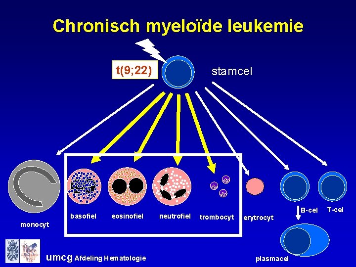 Chronisch myeloïde leukemie t(9; 22) basofiel eosinofiel monocyt umcg Afdeling Hematologie stamcel neutrofiel trombocyt