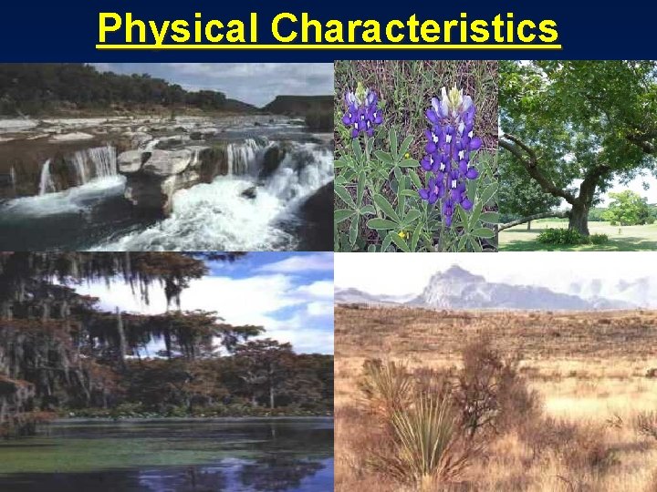 Physical Characteristics Physical Characteristics