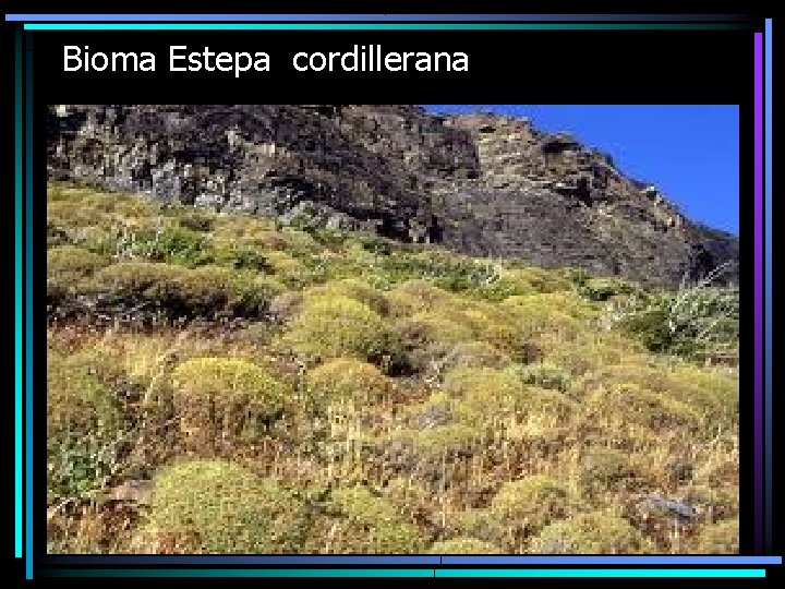 Bioma Estepa cordillerana 