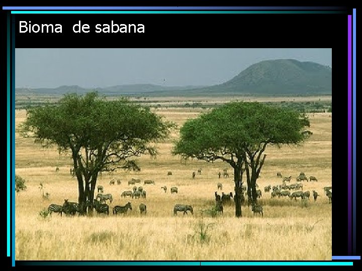 Bioma de sabana 