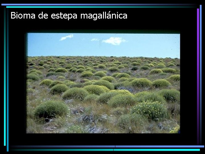 Bioma de estepa magallánica 